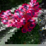 Bushra Jahan profile icon