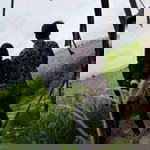 Dewi Ajeng Lailawati profile icon