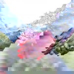 Nur Syafinaz profile icon