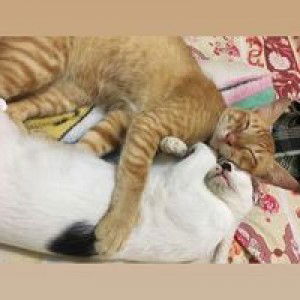 Yana Yelina profile icon