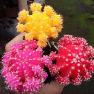 Echa Purwokerto profile icon