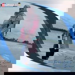 Dhayani Sisri Dhany profile icon