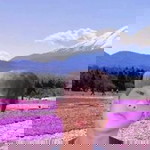 ณัฐณิชา บิลหมัด profile icon