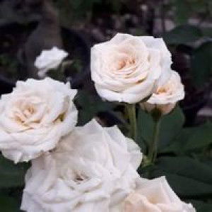 Fauzi Gumilar profile icon