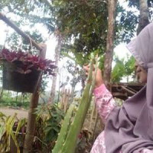 Nur Faizah Pemalang profile icon