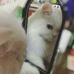 Khoyum Tofifa profile icon