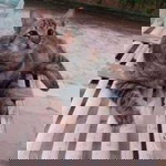 Dippha Nichen profile icon