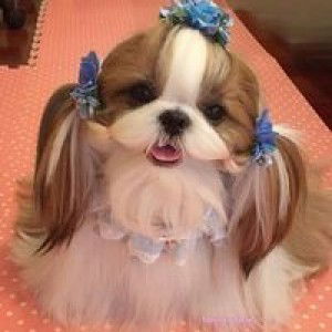 Htay Aung profile icon