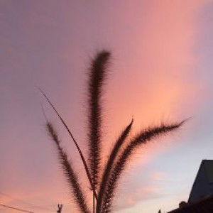 lala lililulu profile icon