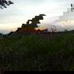 Carinih profile icon