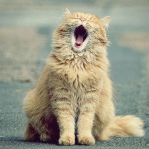 Ayu Septy profile icon