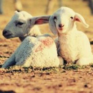 Nguyễn Nhung profile icon