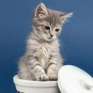 Siti masriah profile icon