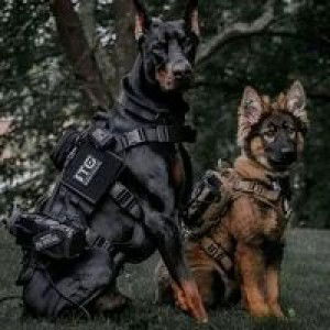 Tango Lima Oscar profile icon