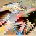 Fathima Tasneem profile icon