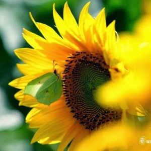 intan permadani profile icon