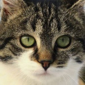 imaniarthy profile icon