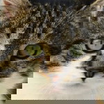 imaniarthy profile icon