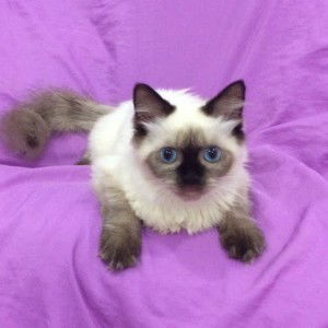 Yunis Ammara profile icon