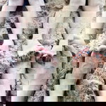 liagiba official profile icon