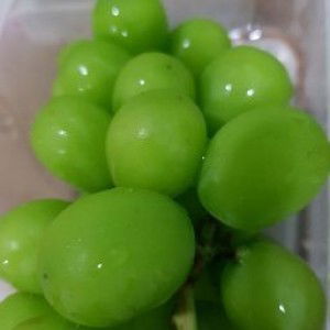 Palmmy R profile icon