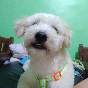 mark merl profile icon