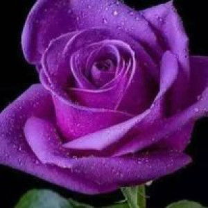 Anna Purnamasari profile icon