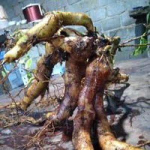 Phan Cheo profile icon