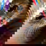 Norina ismail profile icon