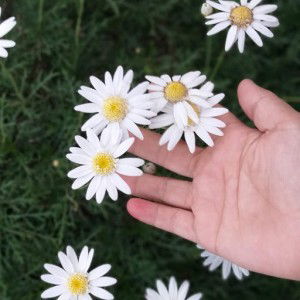 Aulia Rizkiani Putri profile icon