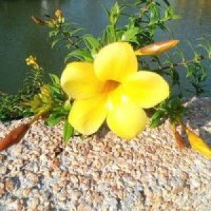 Trilles Myra profile icon