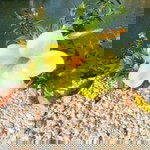 Trilles Myra profile icon