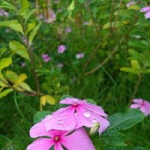 At - Qiya profile icon