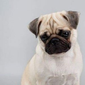 Ac Mobile profile icon