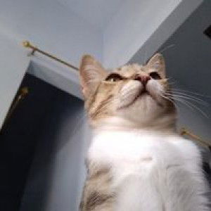 Fauzun Nabila profile icon