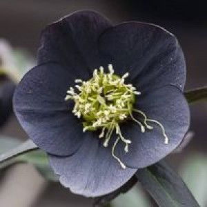 Nabati Keju profile icon