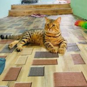 S'uaveMente Jajah Tieha profile icon