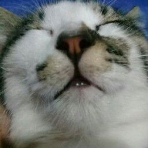 Lilik Rosidah Nurhayati profile icon