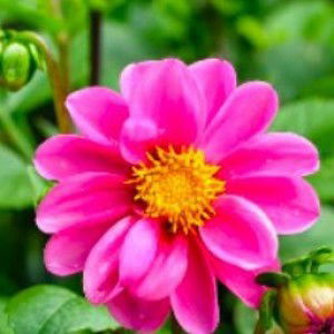 Alda Sari Lugun profile icon