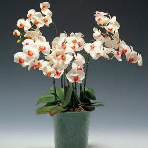 Dian Eka profile icon