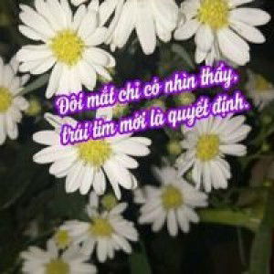 Việt Hà profile icon