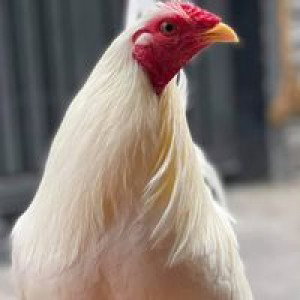 Khổ Qua Đèo profile icon