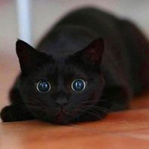 Ayesha Zahra profile icon