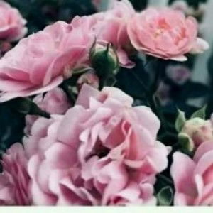 Dar Niah profile icon