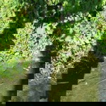 Maui Dela Cruz Natura profile icon