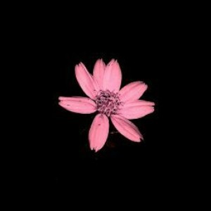 Ummu Abdillah profile icon