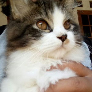 Praditya Ayu profile icon