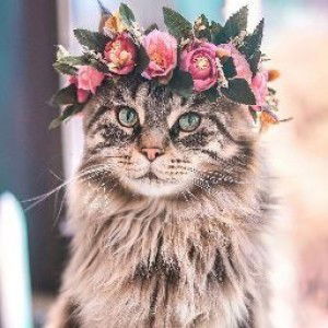 Meysa Jhrdi profile icon