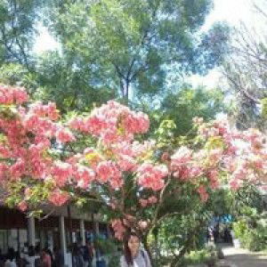 Chyka Ariin profile icon