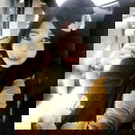 Wildan Qaishara Qhalef Qheanu profile icon